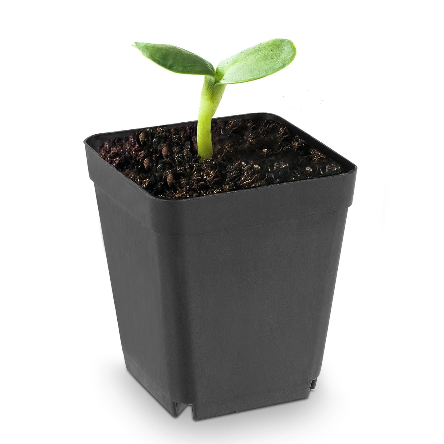 KOHAND 120 Pieces 2.7 Inch Plastic Square Nursery Pot, Transplant Planting Pots Greenhouse Supplies, Durable Plastic Flower Pots for Seedlings Black