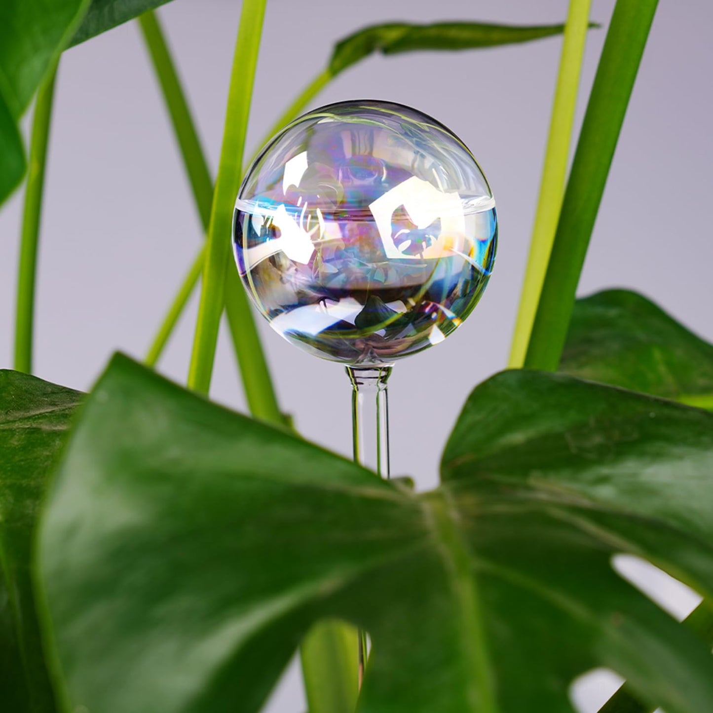 Tomorotec [4 PCS] Light Iridescent Rainbow Gradient Color Clear Glass Self-Watering System Spikes, Automatic Plant Waterer Bulbs