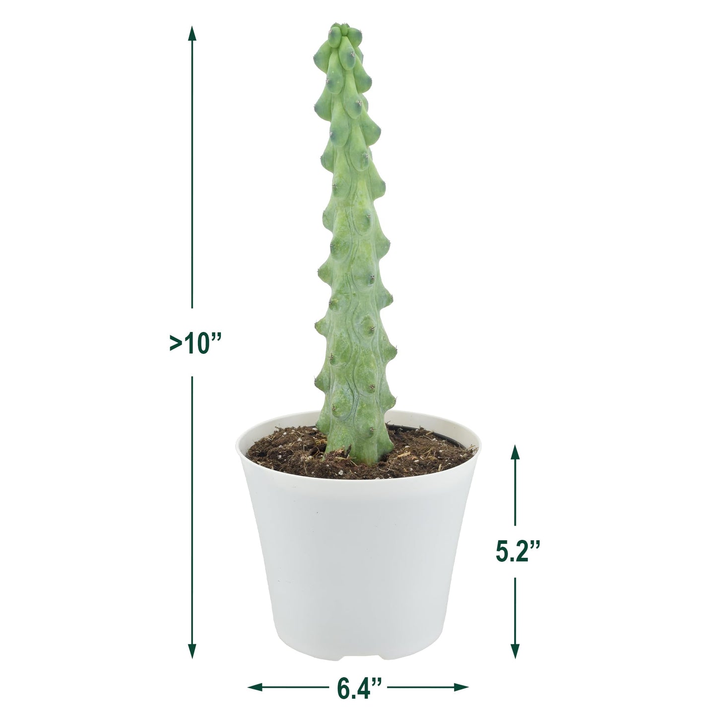 Arcadia Garden Products LV76 4" Boobie Cactus Rare Live Indoor Houseplant in Plastic Pot for Home, Work or Gift, White *** Cannot Ship to Hawaii ***