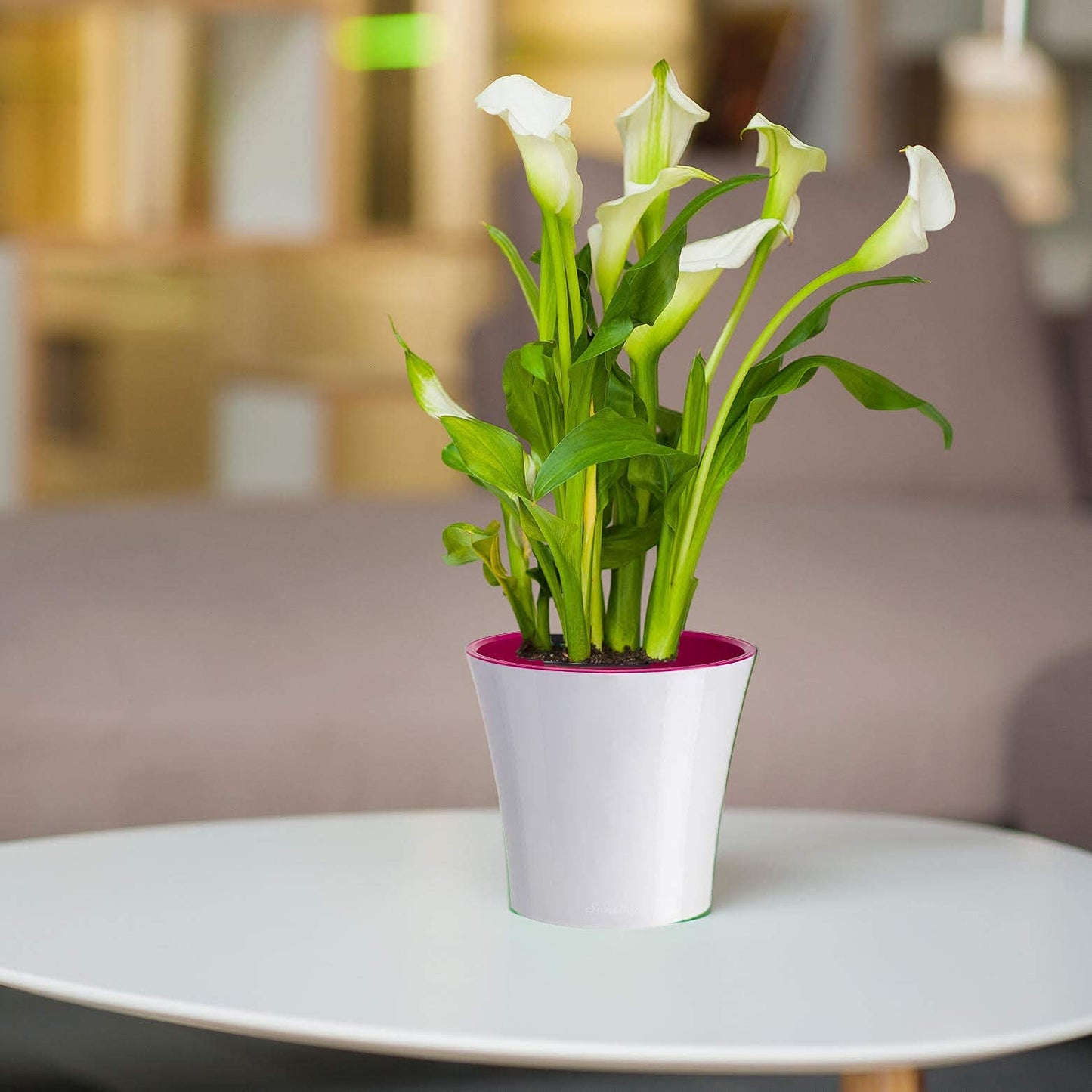 DECOPOTS Pot for Plants | 7.7 Inch | Self Watering Red Plant Planter | Indoor Flower Pot | Plastic Flower Pots with Drainage for All House Plants, Flowers (Diameter 7.7", White - Purple)