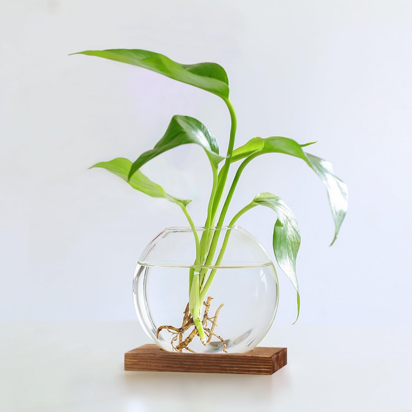 HAKZEON 4 Pack Desktop Round Glass Planter Hydroponics Vase, Glass Planter Terrarium Flower Vase with Wooden Stand, Propagated Plant Jars for Plants, Flower, Home Office Desktop Decor