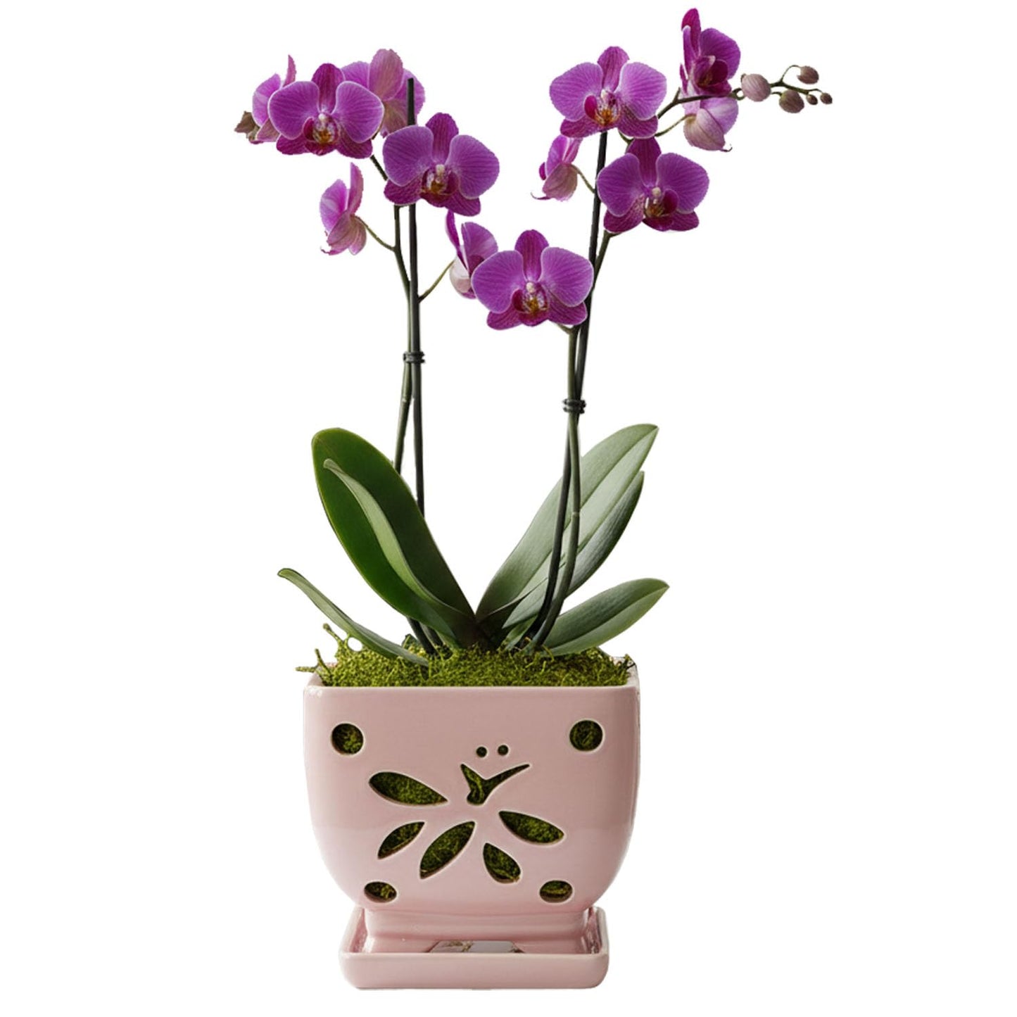 Grdthzey Orchid Pots with Holes Square Ceramic Orchid Planter Pots 5.5 inch (Pink)