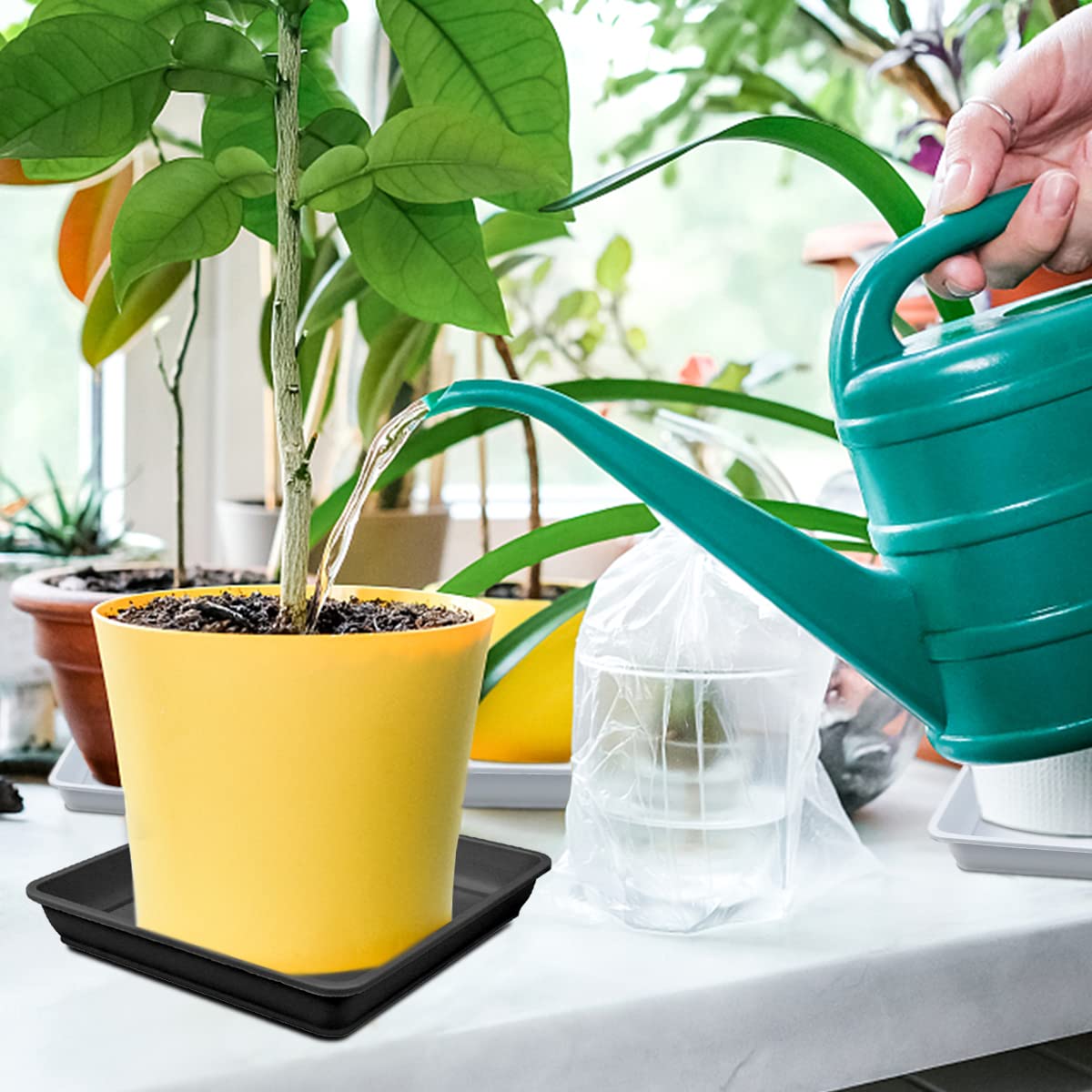 LNQ LUNIQI 10 Pcs 6 Inch Square Plastic Plant Saucer Flower Pot Bottom Seat Flower Pot Tray Thick Plastic Drip Tray for Garden Potted Water Drips and Soil （Black）