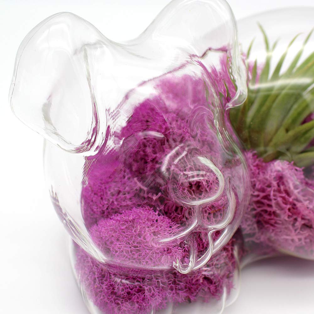 5.75" Puppy Dog Shaped Glass Terrarium Kit with Live Tillandsia Air Plant and Bright Colored Reindeer Moss (Pink)