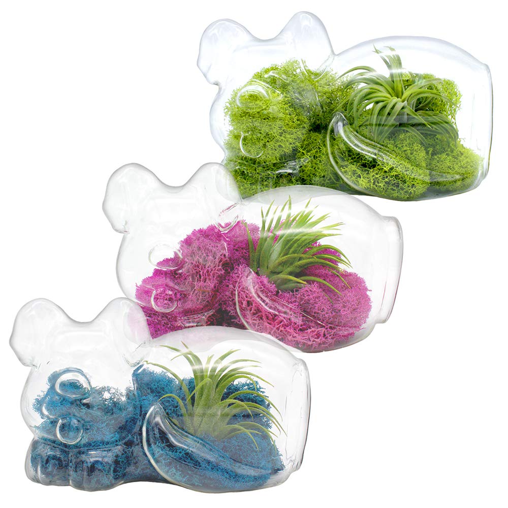5.75" Puppy Dog Shaped Glass Terrarium Kit with Live Tillandsia Air Plant and Bright Colored Reindeer Moss (Pink)