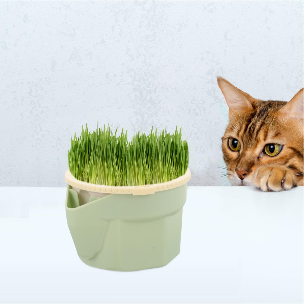 VICASKY Cat Grass Planter for Indoor Cats Seeds Kit Pot Hydroponic Cup: Soilless Catnip Growing Box for Indoor&Outdoor Kitten Use Wheat Cup with Removable Tray (Light Green)