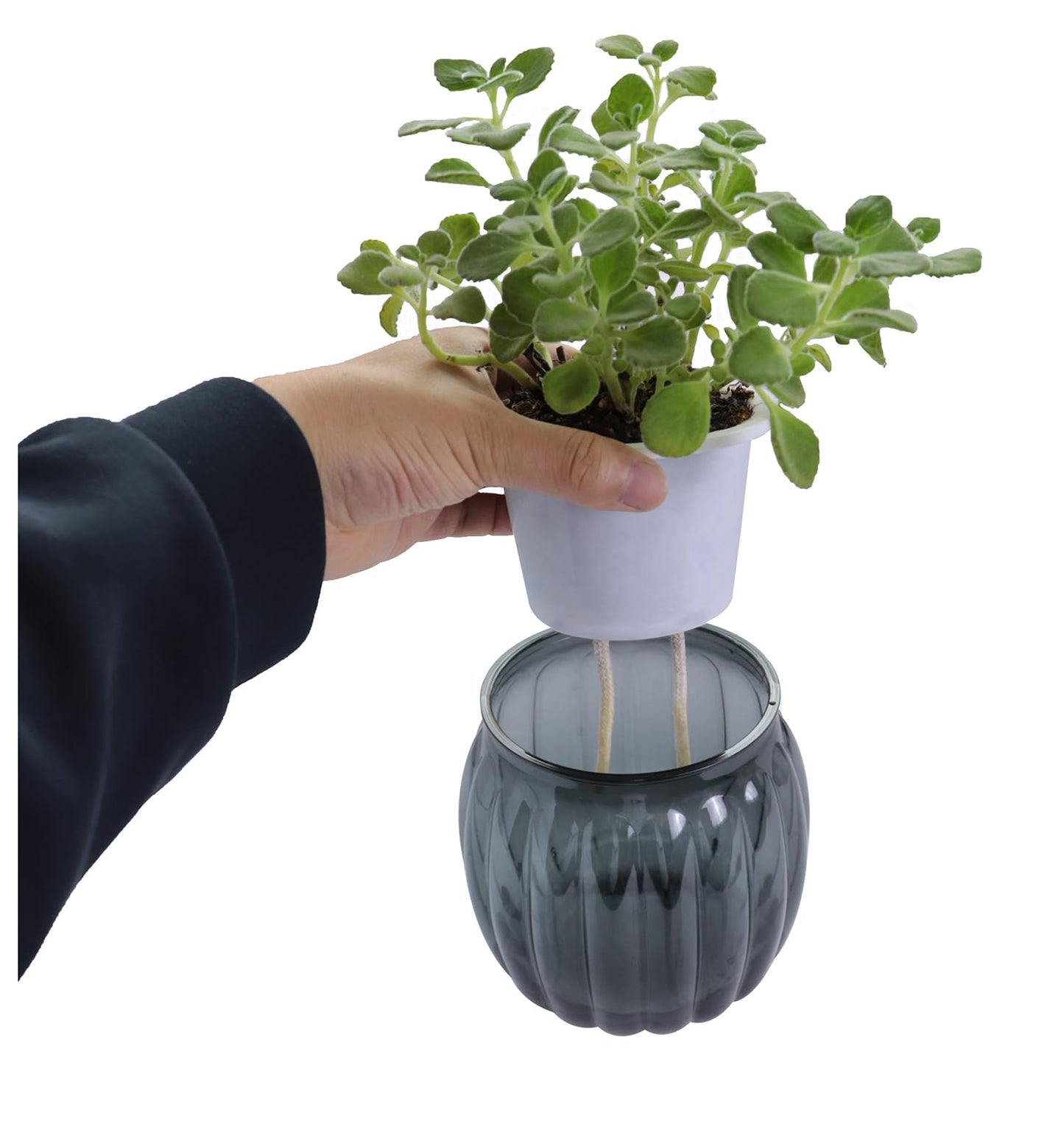 Cornasee 4" Pumpkin Planter Self Watering Pot, 4-Pack Small Plastic Planters for Indoor Plants,Flowers,Succulent,African Violets (Black, 4")