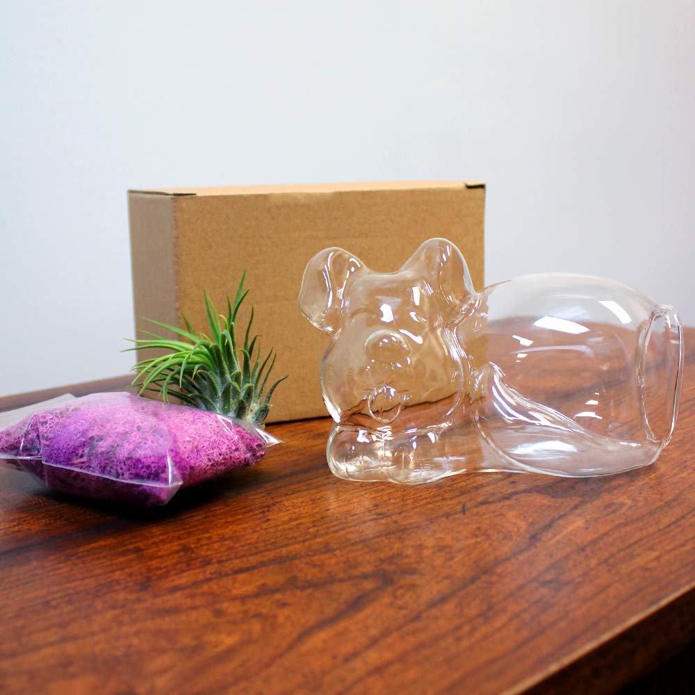 5.75" Puppy Dog Shaped Glass Terrarium Kit with Live Tillandsia Air Plant and Bright Colored Reindeer Moss (Pink)