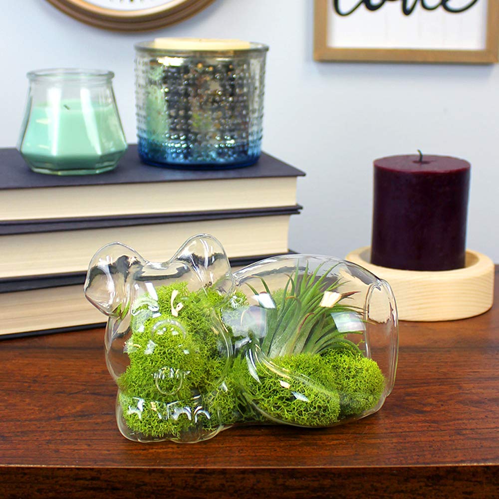 5.75" Puppy Dog Shaped Glass Terrarium Kit with Live Tillandsia Air Plant and Bright Colored Reindeer Moss (Light Green)