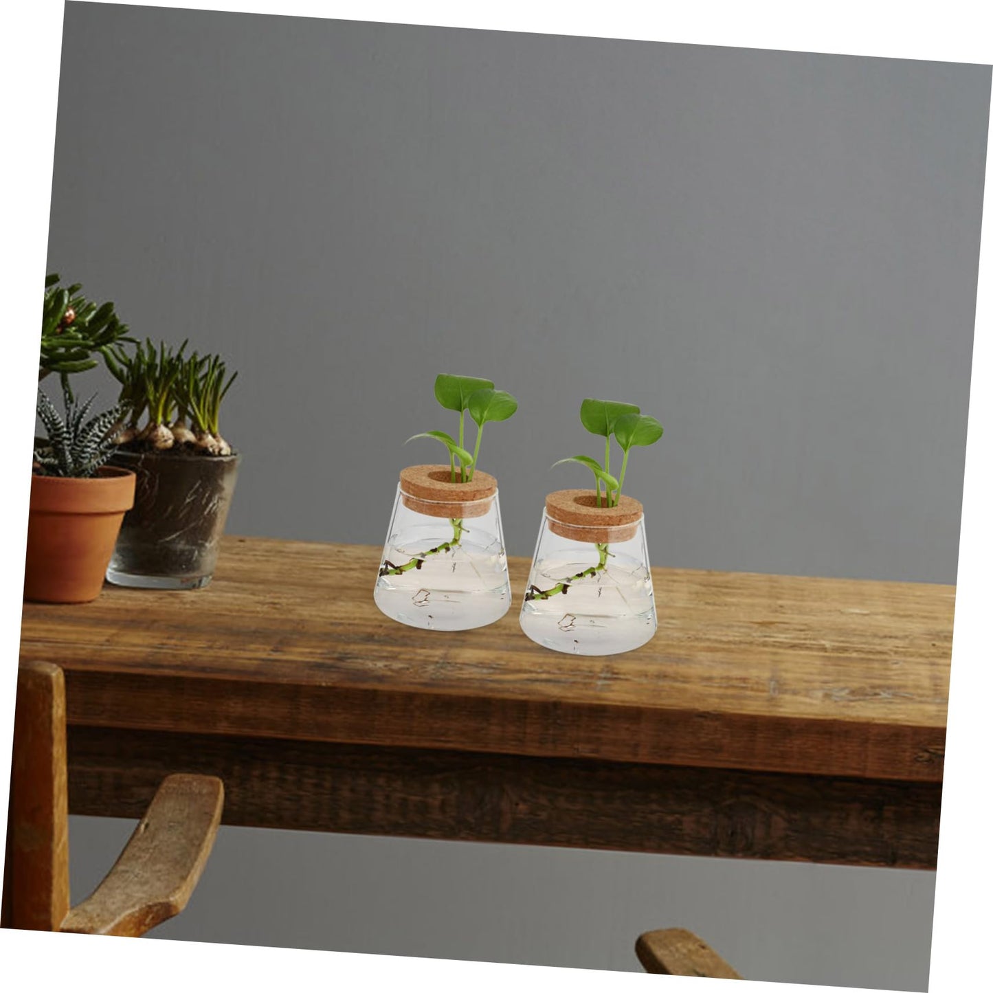 Ciieeo 2Pcs Glass Desktop Planter Vase for Hydroponics Chic Terrarium for Indoor Plants Home Office Decoration for Floral Arrangements and Plant Propagation