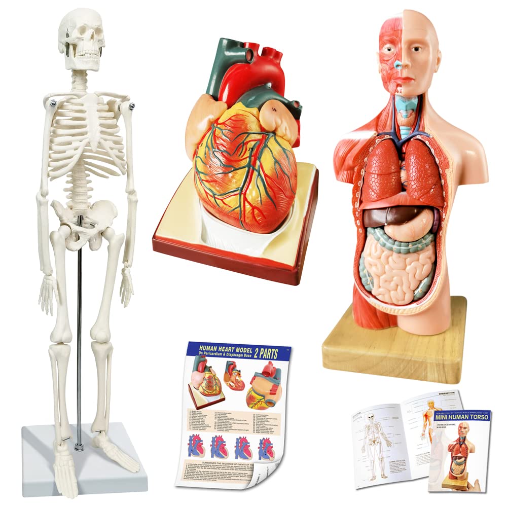 Human Skeleton Model,Heart Models-Best Anatomy Model Bundle Set of 3 Hands-on 3D Model Study Tools for Medical Student or as Educational Kit