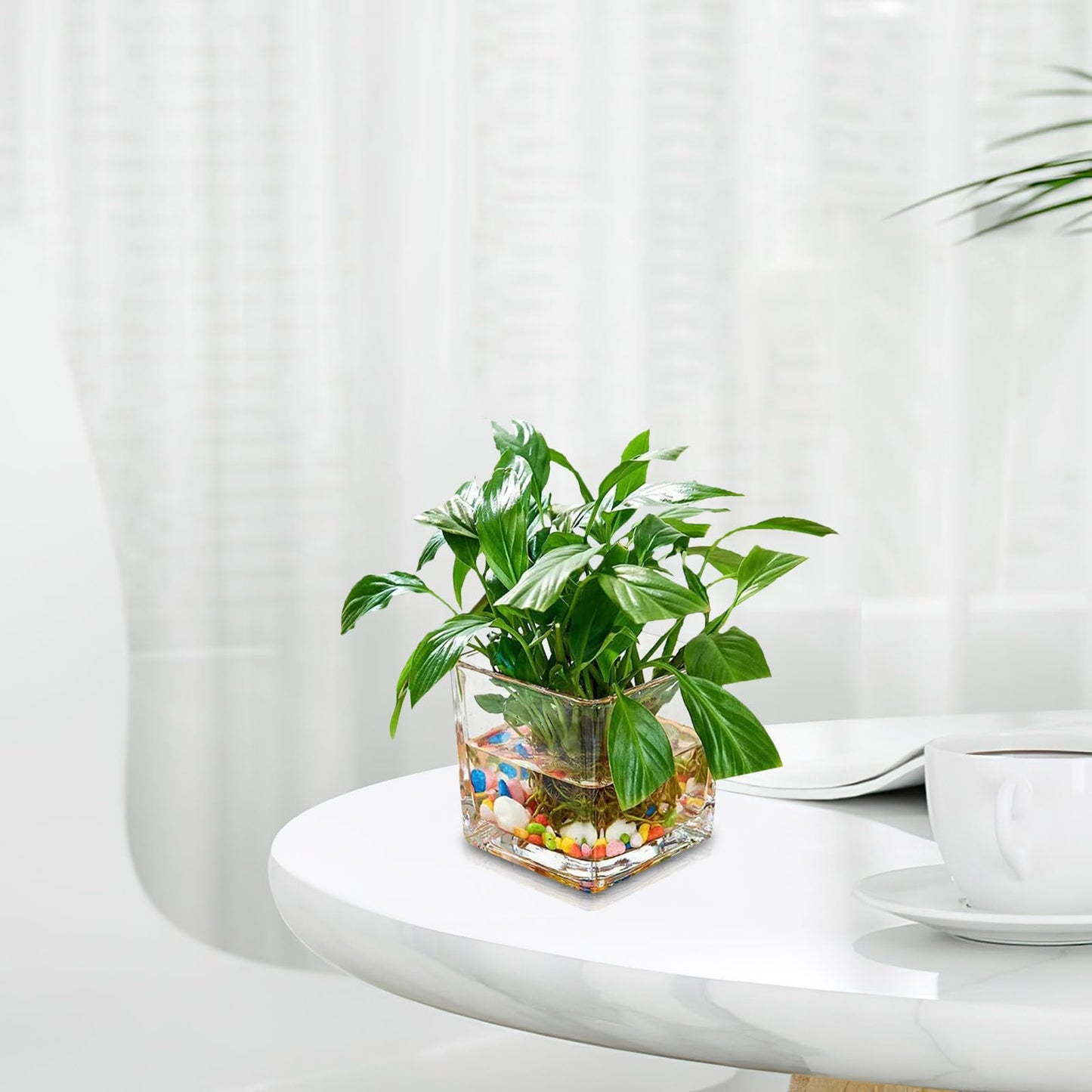 INOOMP Square Glass Hydroponic Vase 10x10cm Thick Cube Flower Vase for Home Desk Decor, Glass Plant Terrarium Bottle for Modern Indoor Gardening