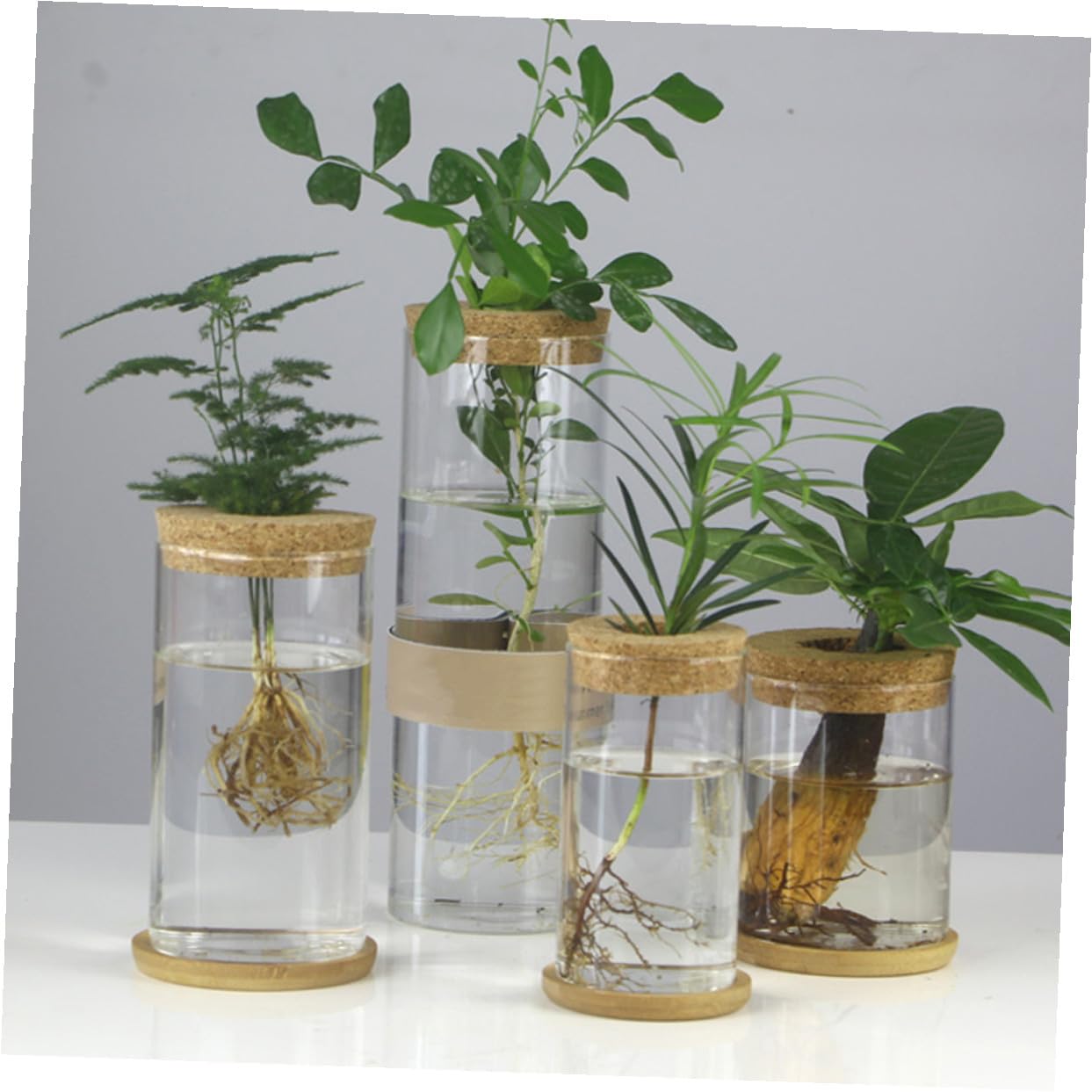 MAGICLULU Glass Hydroponic Vase Set for Succulents and Green Plants, Glass Flower Arrangement Container with Mat, 6.5x12cm, 2pcs Home Décor Terrarium Planter