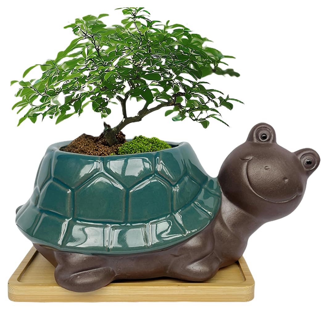 MUZHI Ceramic Bonsai Pot with Bamboo Tray SmilingTurtle Shape, Cute and Funny Animal Plant Pot with Drainage Hole, Art Desk Decorations and Gift