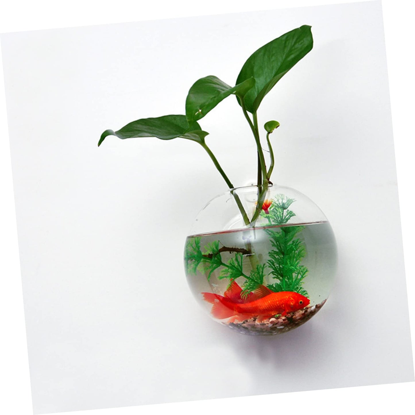 Levemolo 1set Glass Wall Plant Vase Decorative Hanging Vases for Wall-Mounted Plant Terrarium Bud