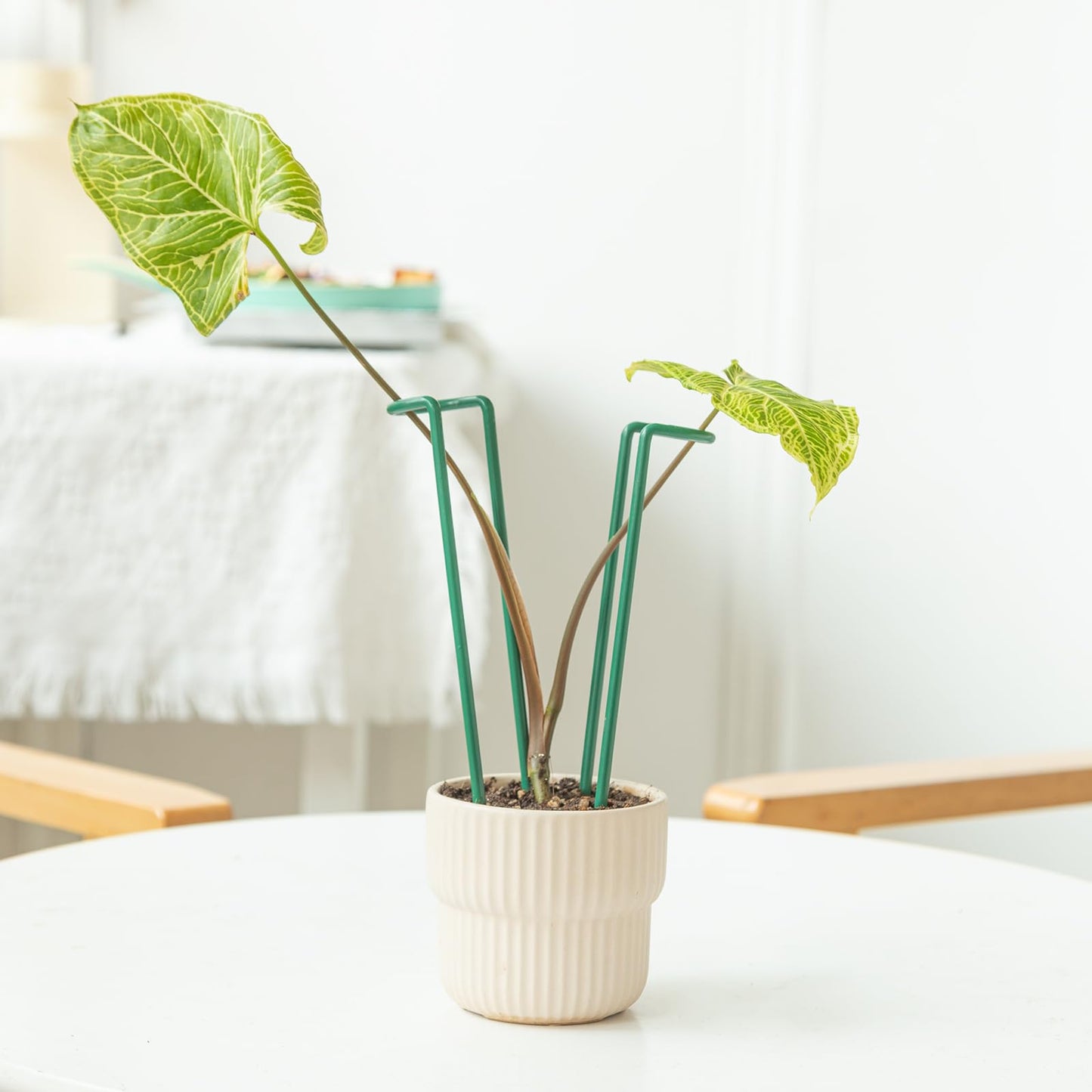 GOOOXIM Indoor Plant Stakes – 8.7" U-Shaped Durable Iron Support for Monstera & Potted Plants, Perfect for Small to Medium Climbing Plants, 10-Pack, Ideal for Home Décor & Plant Lovers