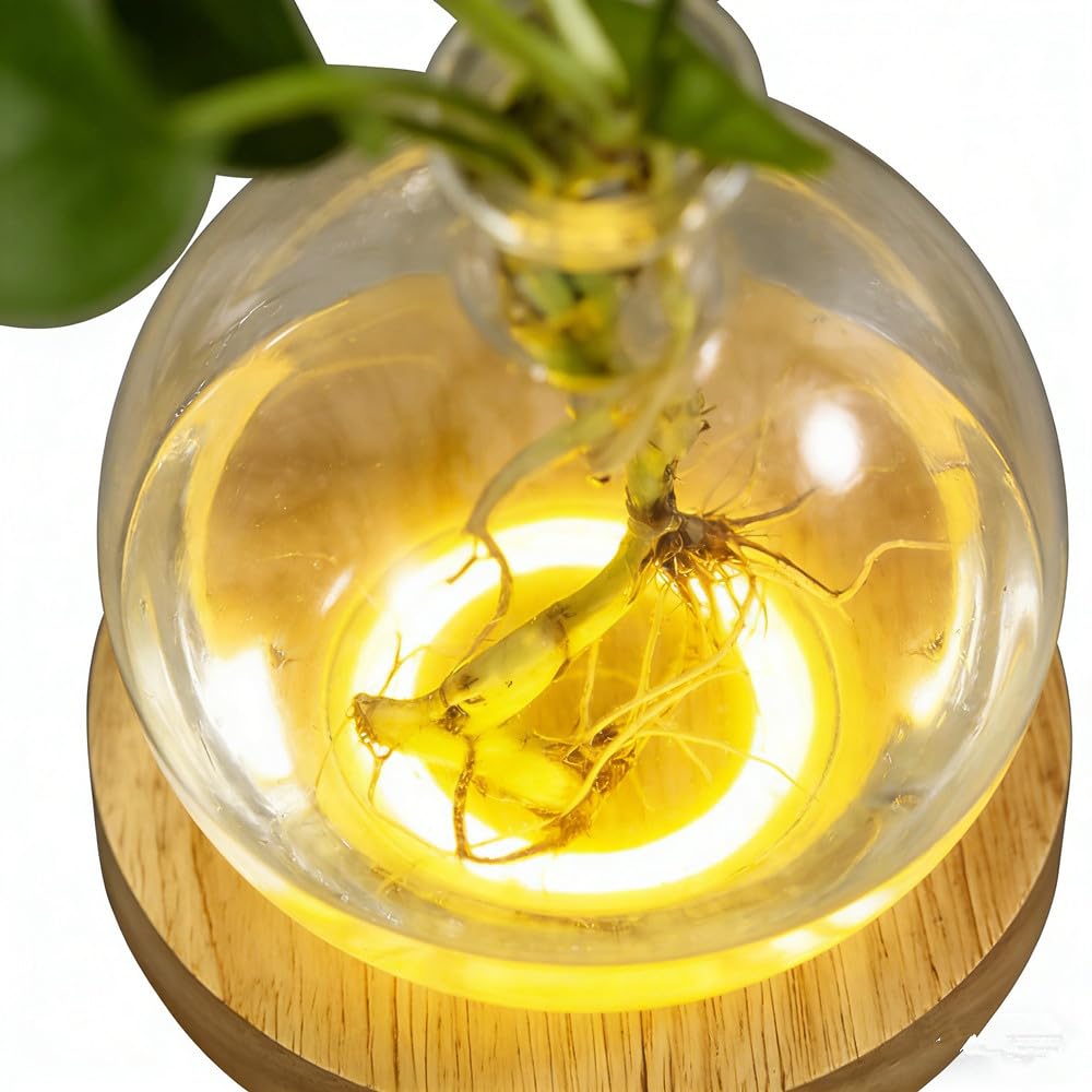 Led Hydroponic Plant Vase, Hydroponic Glass Container Vase Jars, Plant Propagation Station with Wooden Saucer for Desks, Houses, Garden Decorations
