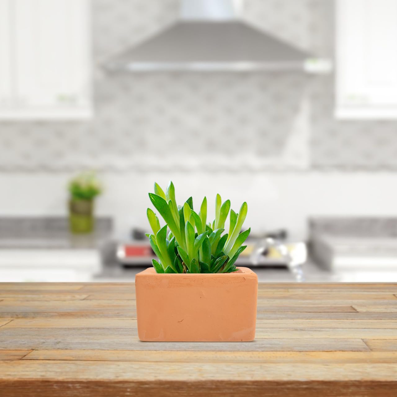 BESTOYARD 3 Pcs Small Square Terracotta Planters with Drainage Holes 3.54X1.96 Inch Clay Flower Pots for Indoor Outdoor Gardening and Succulent Plants