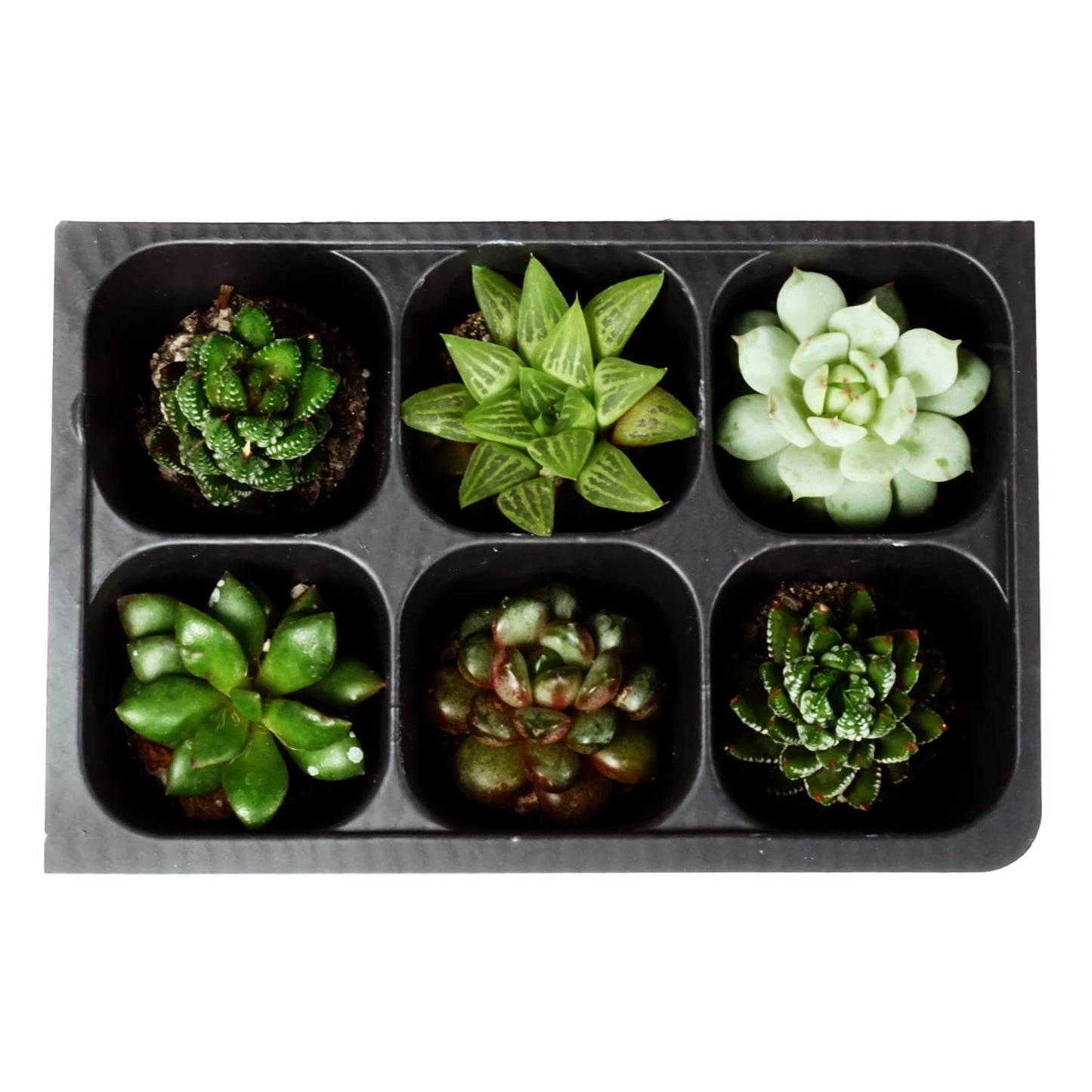 The Hydroponic City Seed Starter Tray, 720 Cells (120 Trays - 6 Cells Per Tray) + Plant Stakes