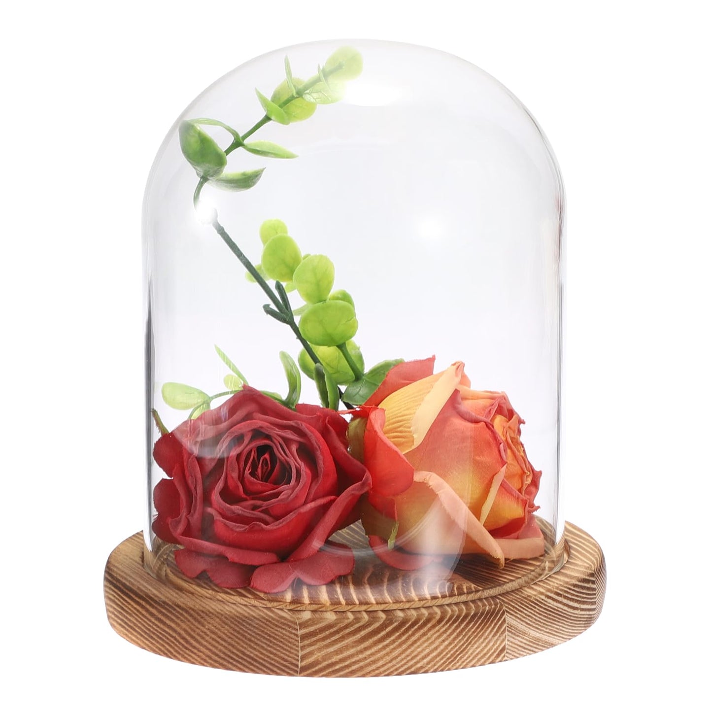 JUXYES Glass Display Dome Cloche with Solid Wood Base, Clear Dome Bell Terrarium Jar Glass Cloche Bell Jar Display for Plants, Collectibles and Figurines