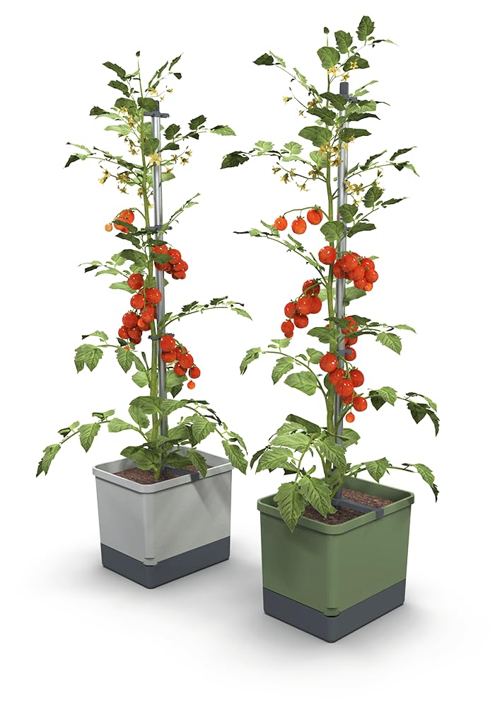 BUZZY Seeds Self-Watering Vertical Tomato Planter with Trellis – 1.2 Gal Reservoir, Large Capacity Planter for Tomatoes & Climbing Plants (Grey)