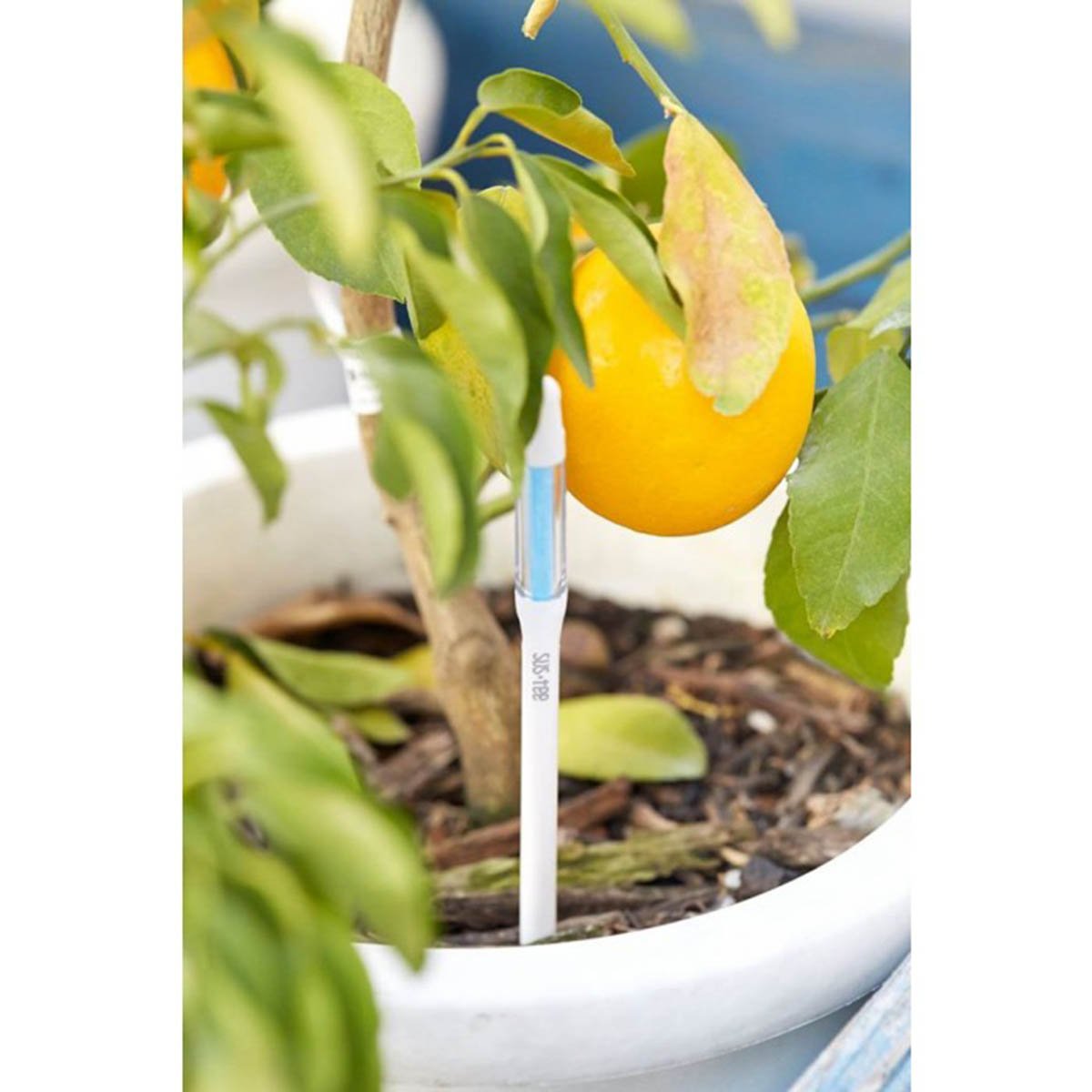 Sustee Aquameter, White, Medium, Set of 2 - Soil Moisture Meter for Potted Plants - Plant Water Sensor (Refillable Style)