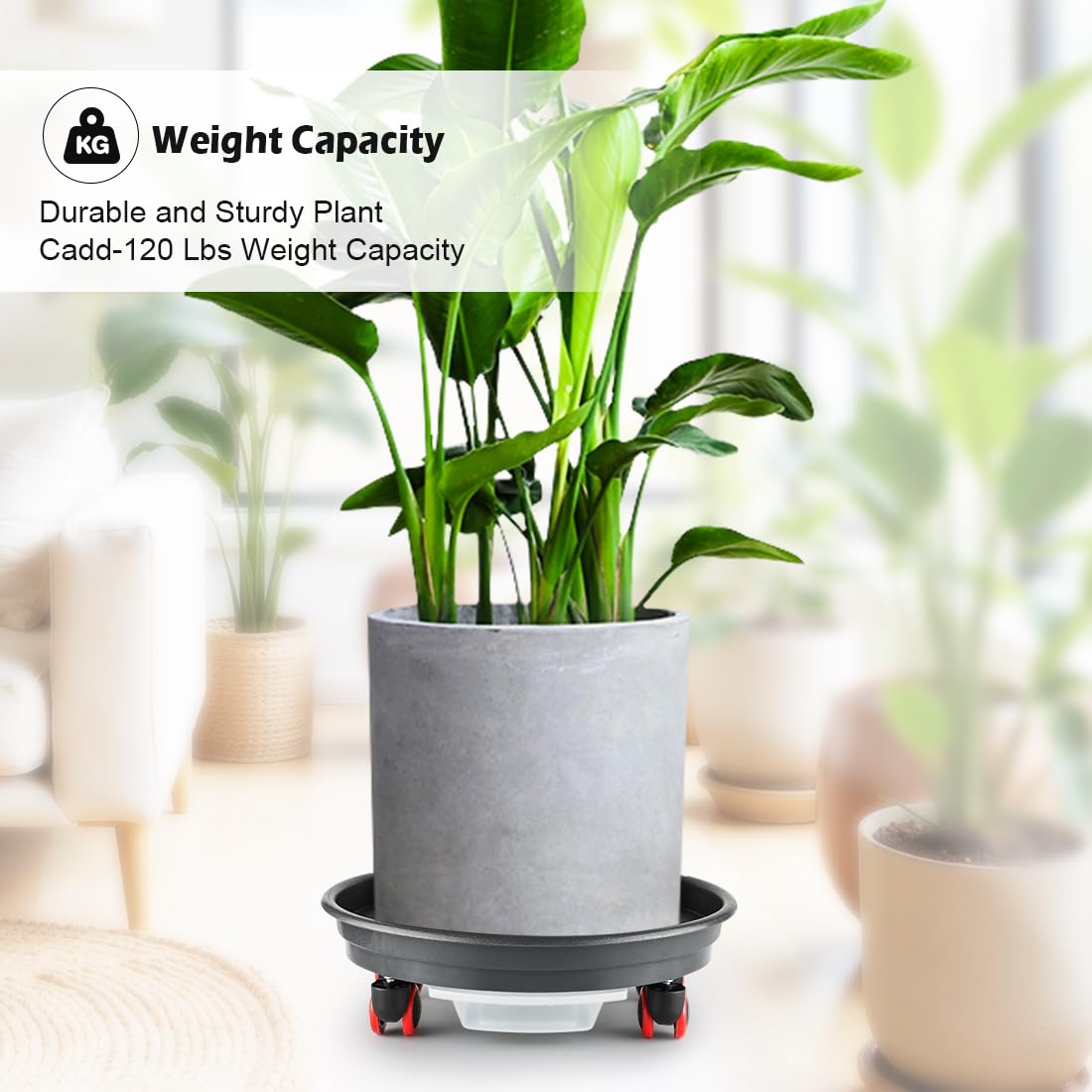 RooTrimmer 13 Inch Plant Stand Rolling Tray Plant Caddy with Wheels and Removable Drainage Holes and Drip Tray Plant Dolly for Heavy Duty Large Plants Rollers (2 Pack)
