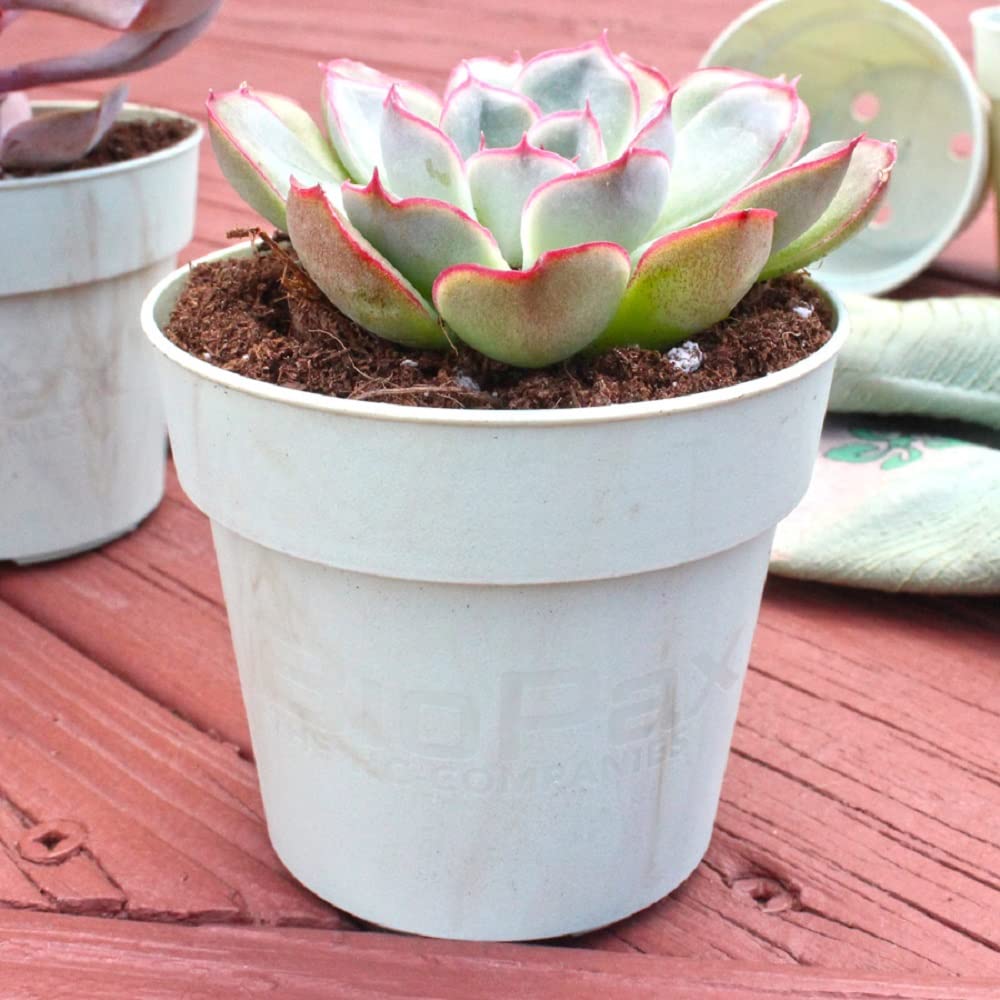 The HC Companies Biopax 4 Inch Eco-Friendly, Biodegradable Plant Pots - Perfect for Seed Starting or Vegetables (Set of 6)