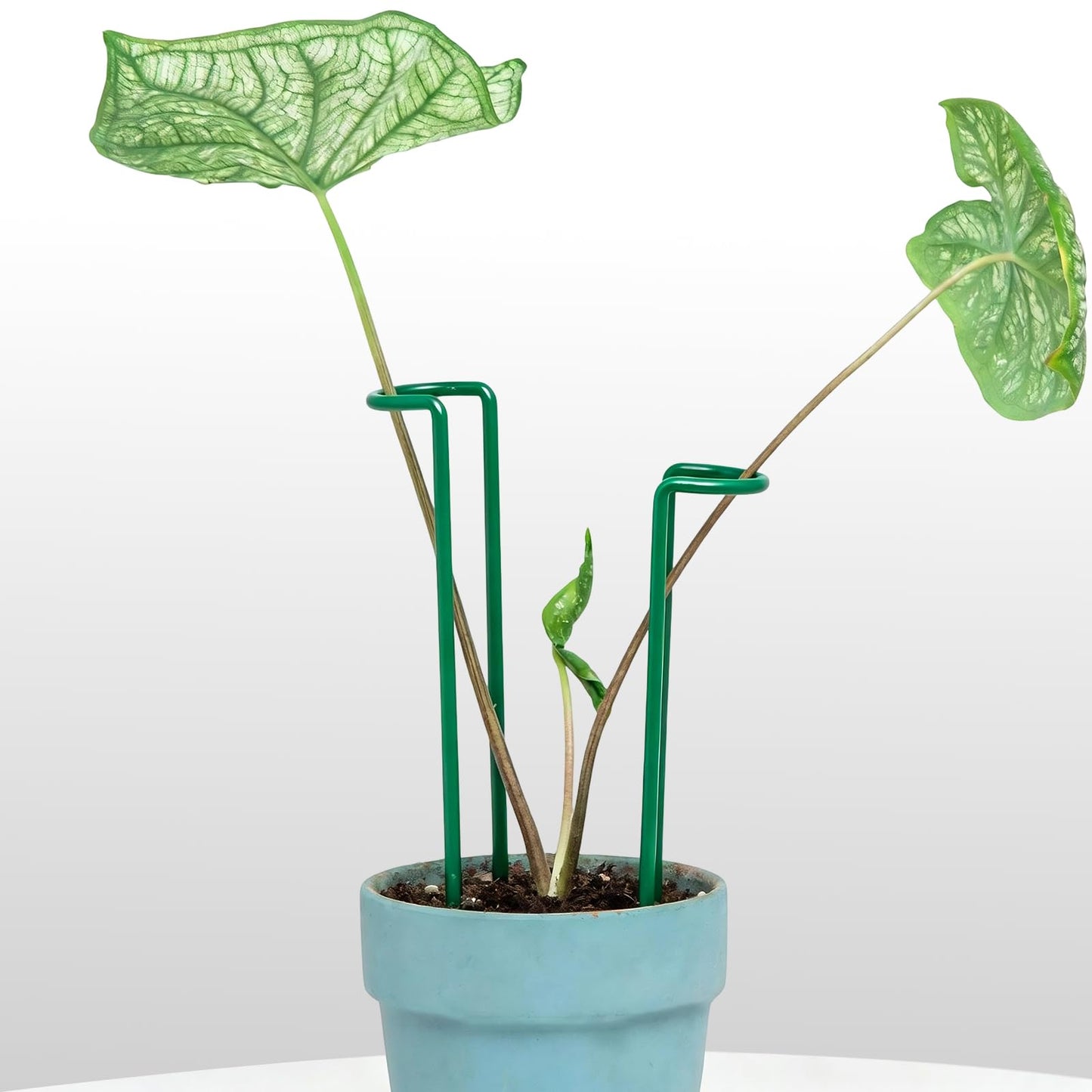 GOOOXIM Indoor Plant Stakes – 8.7" U-Shaped Durable Iron Support for Monstera & Potted Plants, Perfect for Small to Medium Climbing Plants, 10-Pack, Ideal for Home Décor & Plant Lovers