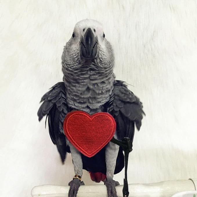 Adjustable Birds Harness and Leash Parrot Harness Leash Training Supplies Pet Anti-bite Outdoor Flying Rope for Conures Budgerigar Lovebird Cockatiel Mynah (S)
