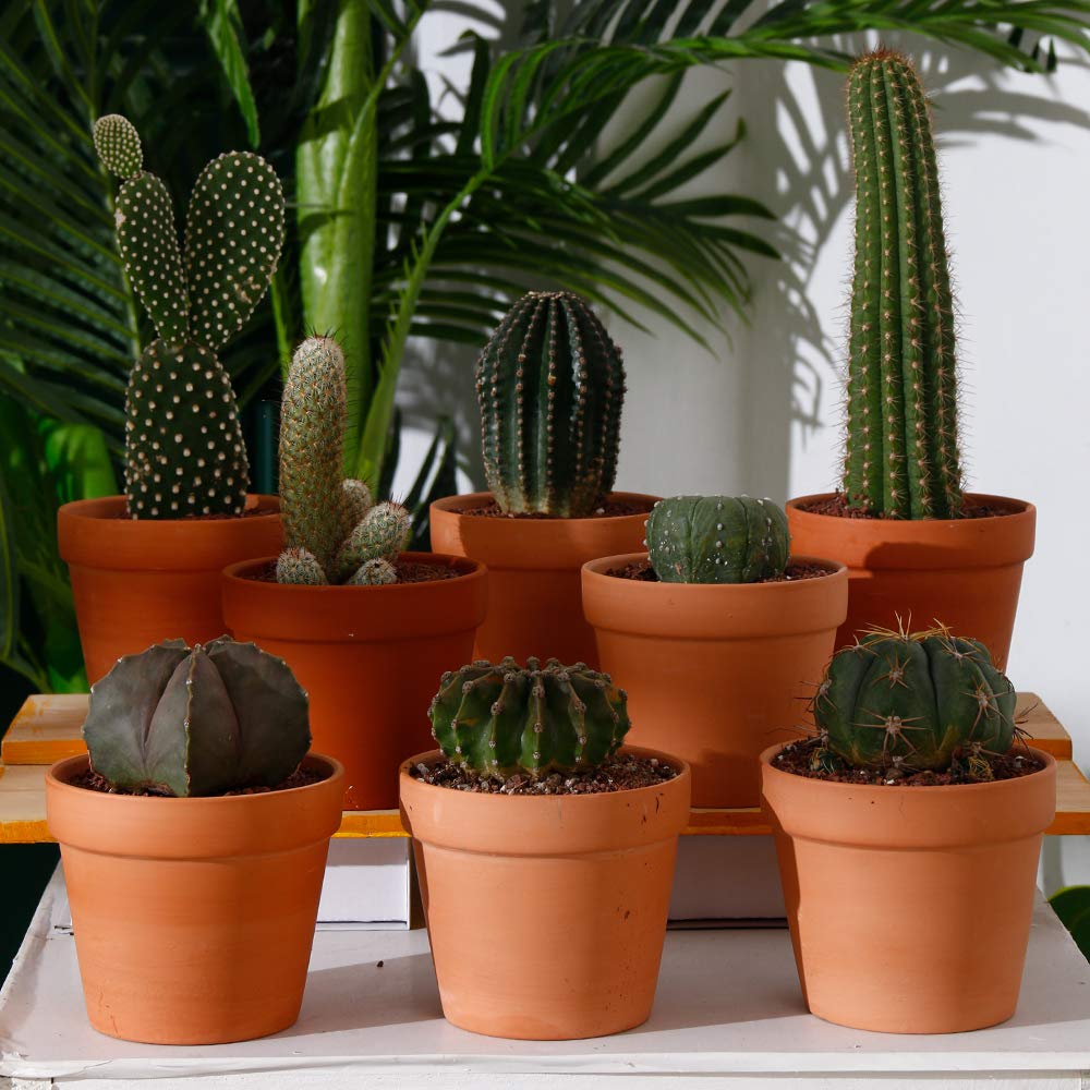 Yishang 4.6 Inch Terracotta Clay Pots Pack of 8 - Mini Hand Craft Nursery Plant Pot Succulent Cactus DIY Pottery Planter Home Garden Windowsill Decoration