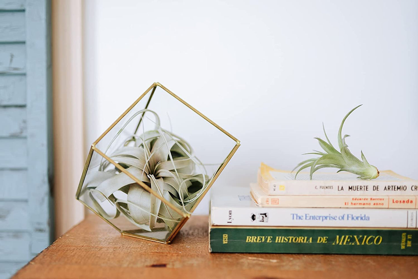 Air Plant Shop Heptahedron Geometric Glass Terrariums - Set of 2 Air Plants Holder-Tillandsia Red Abdita, Ionantha and Small Xerographica-Home and Garden Decor-Easy Care Indoor and Outdoor Plants