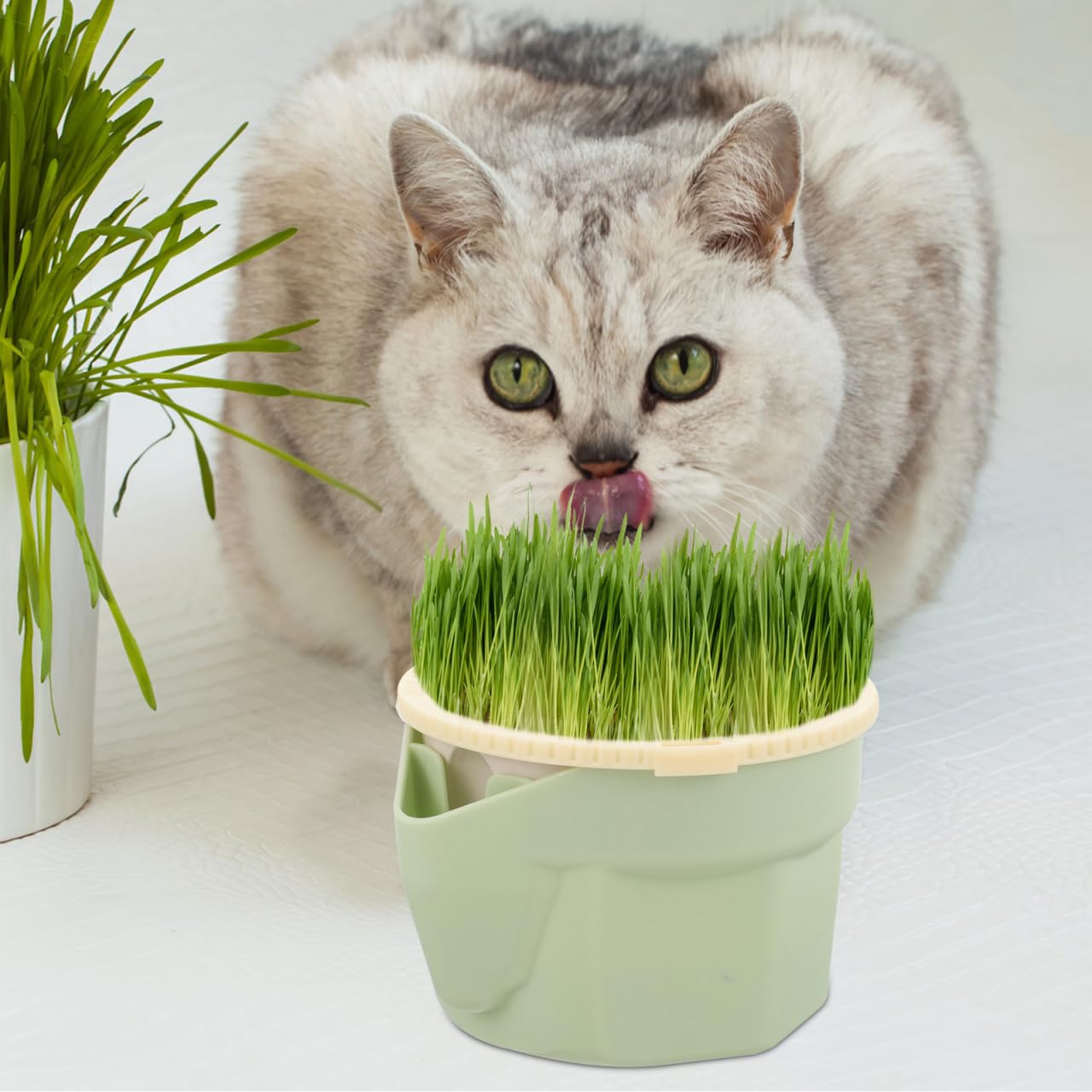 VICASKY Cat Grass Planter for Indoor Cats Seeds Kit Pot Hydroponic Cup: Soilless Catnip Growing Box for Indoor&Outdoor Kitten Use Wheat Cup with Removable Tray (Light Green)