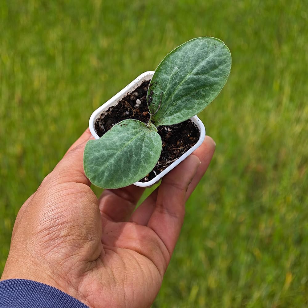 BangQiao 180 Pack 1.95 Inch Tiny White Plastic Square Nursery and Seedling Pot, Mini Deep Transplant Seed Starter Planter with Drain Hole for Germination, Herb, Succulent