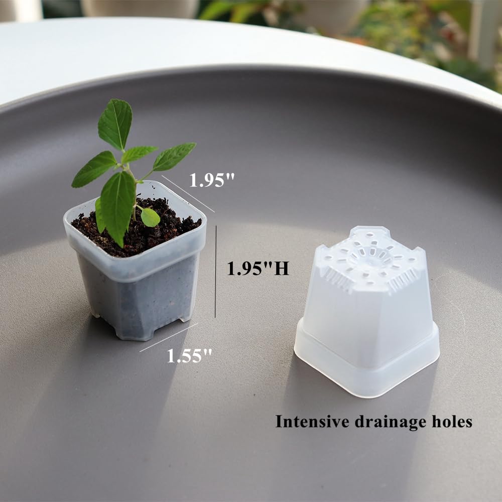 BangQiao 200 Pack 1.95 Inch Tiny Clear Plastic Square Nursery and Seedling Pot, Mini Transplant Seed Starter Planter with Drain Hole for Germination, Herb, Succulent