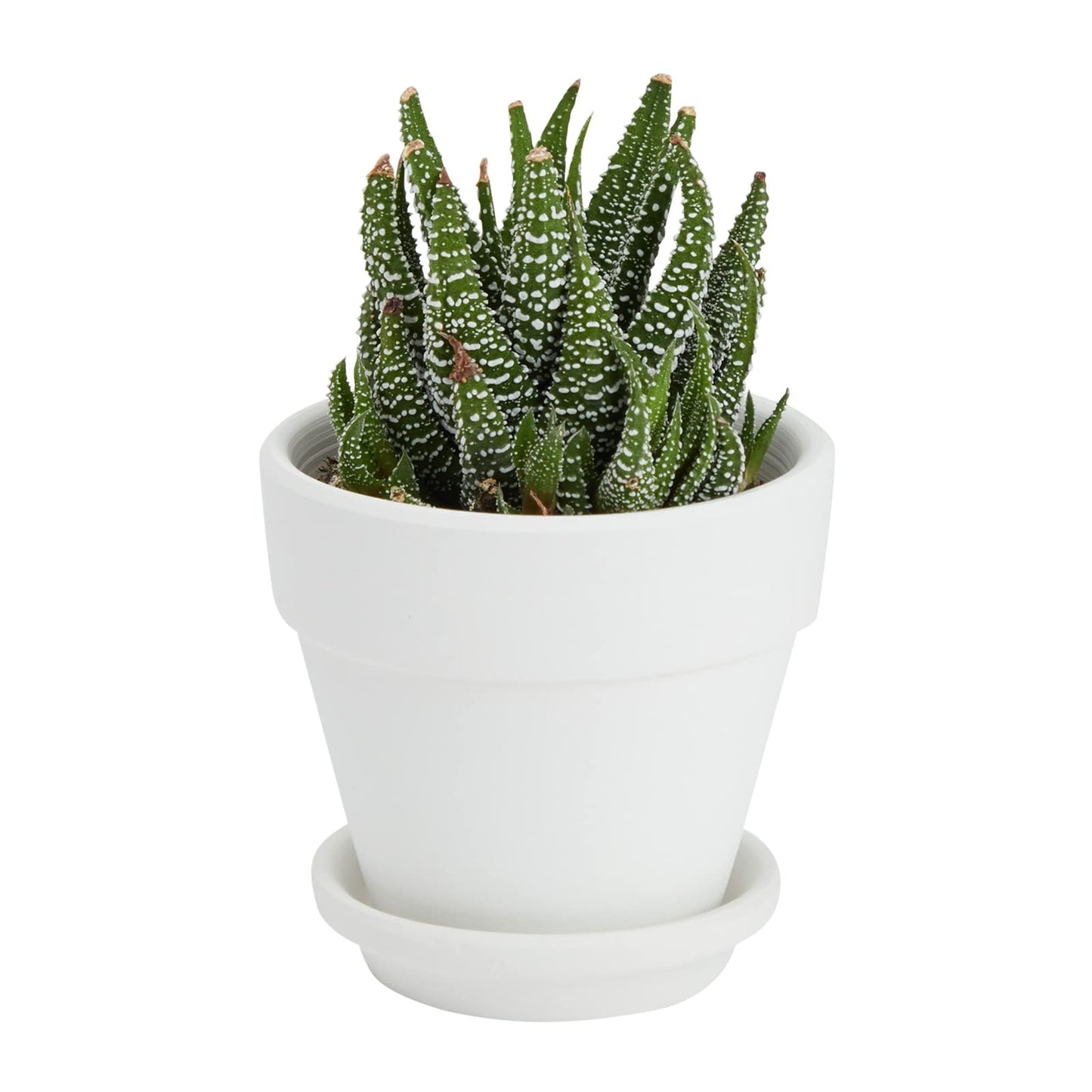 Juvale Mini Terracotta Pots - Pot with Drainage Hole - Versatile Succulent & Herb Planter - Paintable White Planter for Custom Decor - Pack of 12, White, 2.9 x 2.9 x 2.5 in