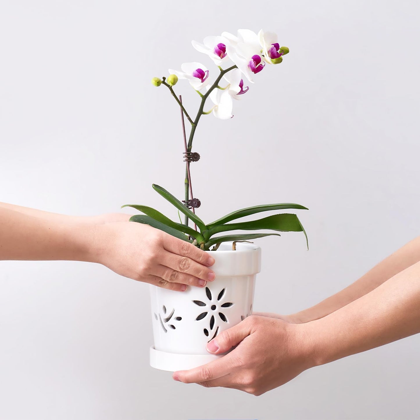 STHIE Small Orchid Pots with Holes 5 Inch & 6 Inch, Ceramic Orchid Pots for Repotting, 2 Pack Breathable Slotted Orchids Planter, White Flower