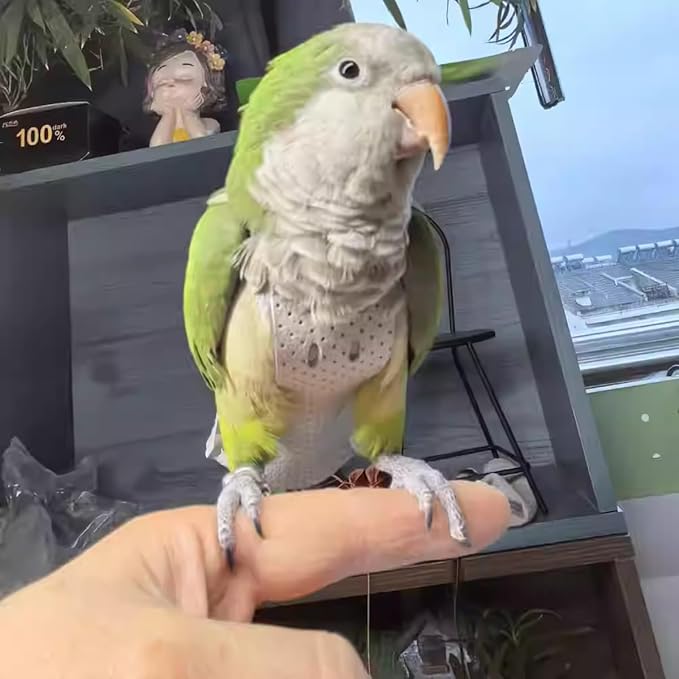 Premium Genuine Cowhide Bird Flight Harness Anti Bite Breathable Parrot Diaper Parrot Suit with Leash for Parakeet Conure Quaker Flying Clothes Rope and Handle (Without Leash,Medium)