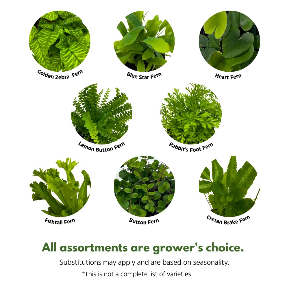 BubbleBlooms Fern Variety Assortment, 6 Different Ferns in 2 inch pots Tiny Mini Pixie Plants