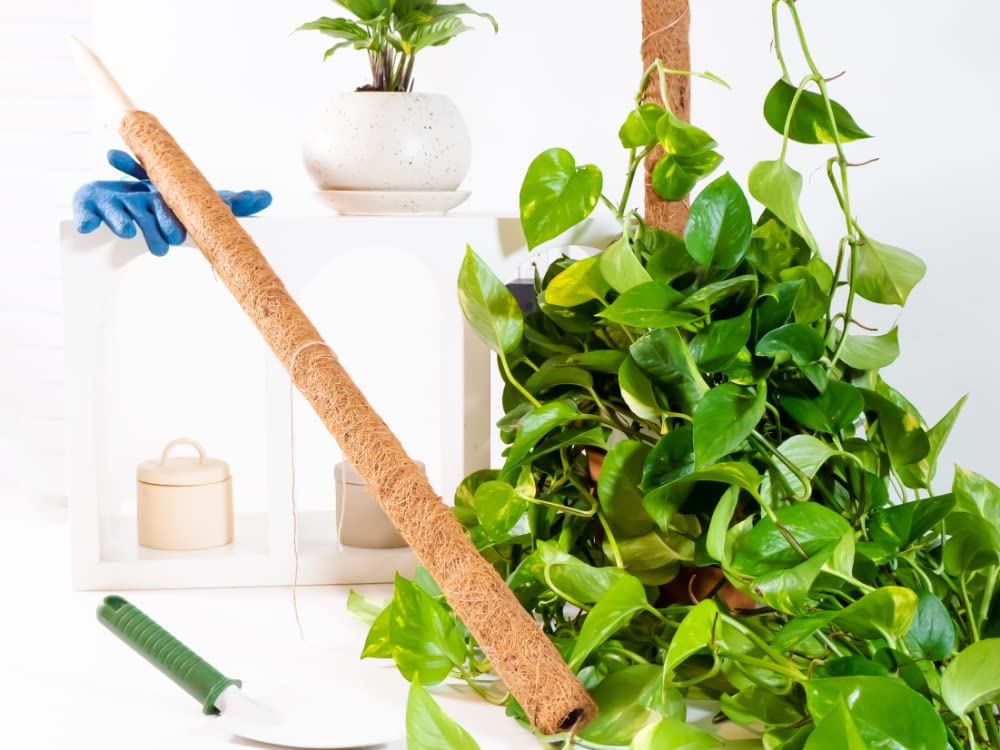 Envelor Coco Moss Poles Plant Support Stakes Coco Plant Stake Pothos Coir Totem Pole Monstera Moss Pole Climbing Plant Support Potted Plant Upward Growth Vine Stackable Coco Sticks, 36 inches, 4 Pack
