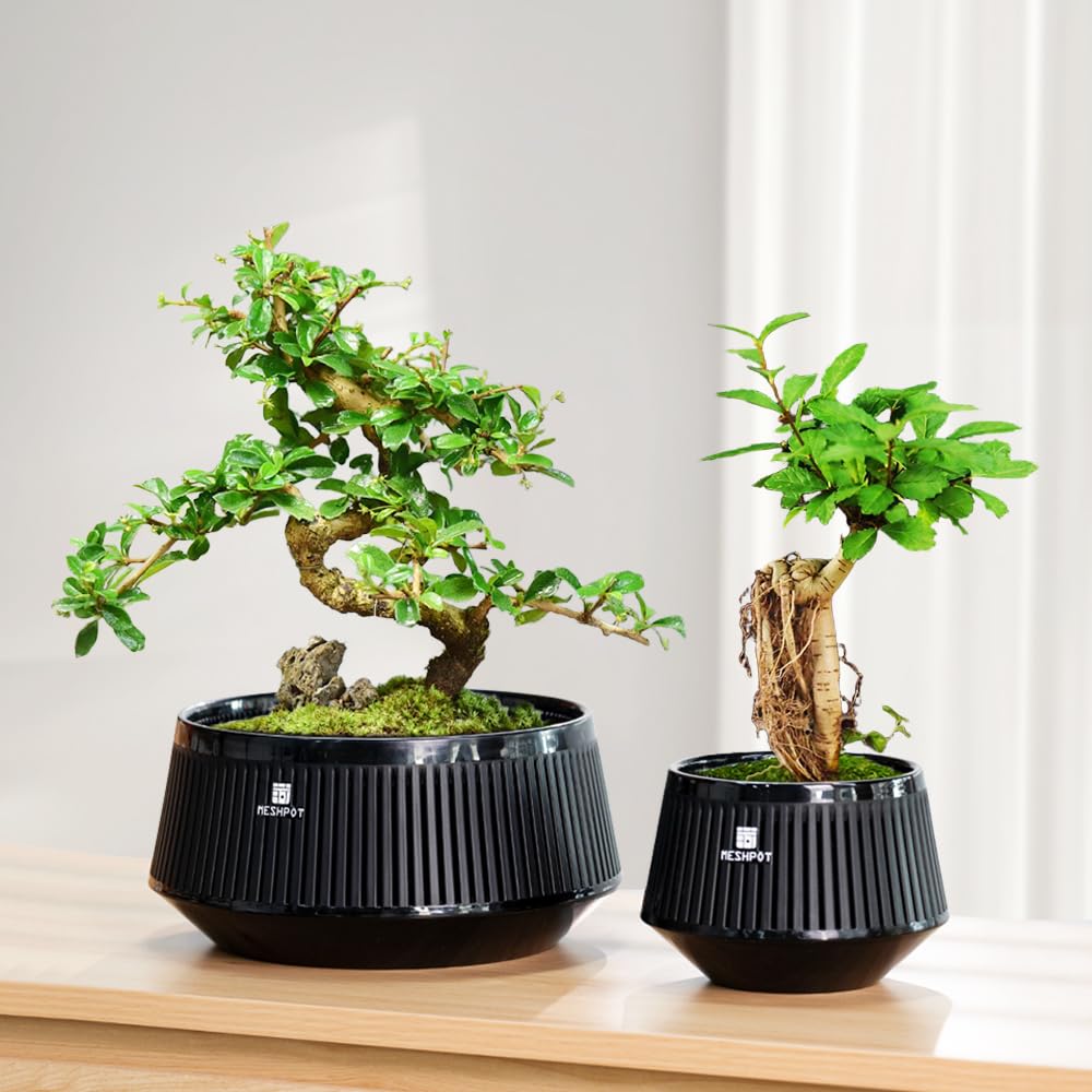 Meshpot 5 Inch Bonsai Pots with Drainage Tray, Set of 2, Plastic Imitate Ceramic Bonsai Tree Pot with Excellent Airflow, Black Succulent Pots for Indoor Plants, Juniper, Ficus, Chinese Elm, Cactus