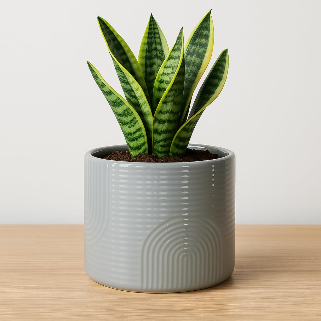 ÈMJÉ LUXE 6 Inch Ceramic Plant Pot – Decorative Indoor Planter (No Drainage Hole) for Succulents, Herbs & Houseplants – Modern Tabletop Desk Planter – Stone Gray