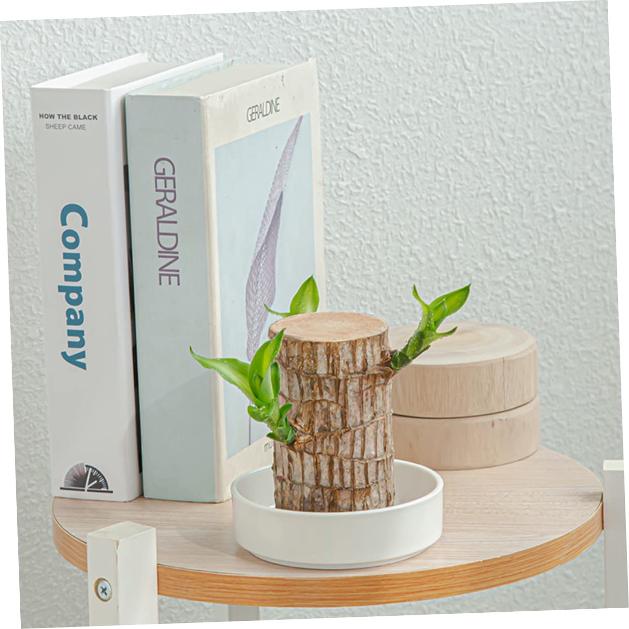 OFFSCH Ceramic Plant Tray for Brazilian Wood Pot 2Pcs - Decorative Saucer for Home and Office Easy to Clean Prevents Water Spillage