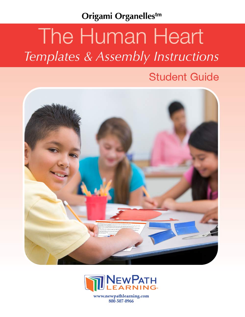 NewPath Learning Human Heart 3-D Paper Model Making Kit, Set/5 Full-Color, Paper Model Templates & Teacher Guide (24-7775)