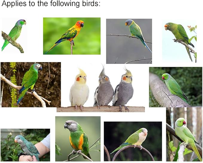 VANFAVORI Adjustable Bird Harness with 80 Inch Leash, Outdoor Flying Kit Training Rope for Bird Parrots Cockatiel S Size Weight 70-120 Grams,Green