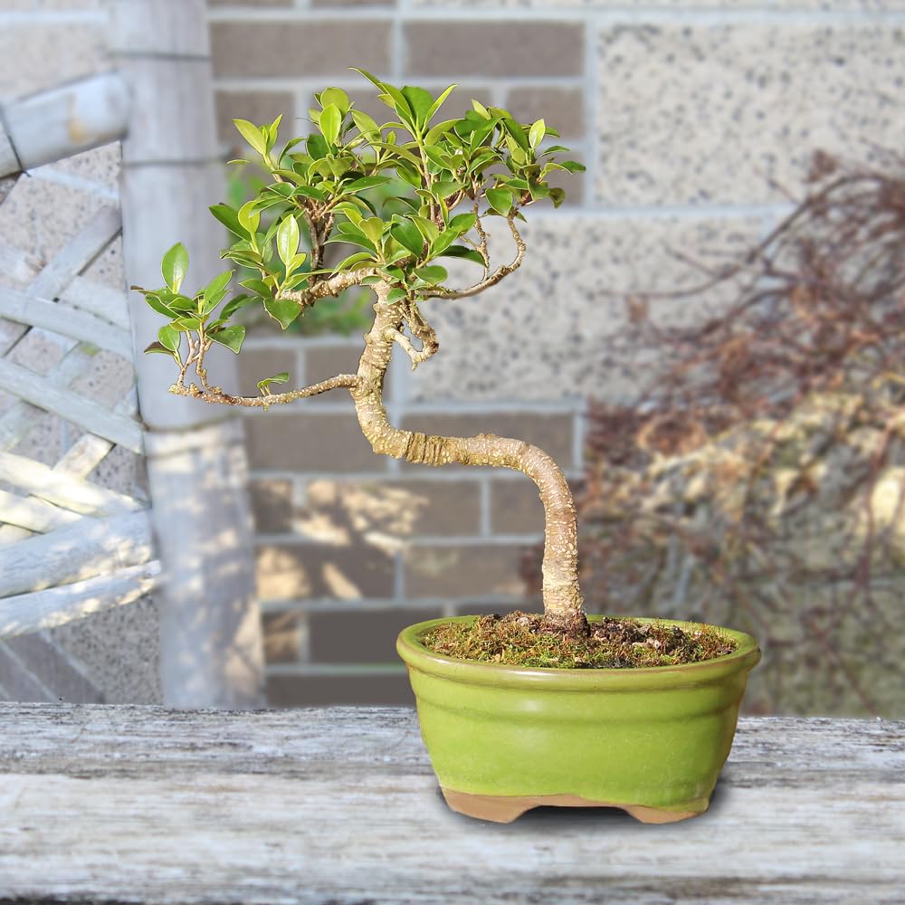 Brussel's Bonsai - Live Golden Gate Ficus Bonsai Tree in Ceramic Bonsai Pot, Indoor Bonsai Plant, 4 Years Old, 5-8 Inches Tall, Easy Care Houseplant for Home or Office (Small, Green)