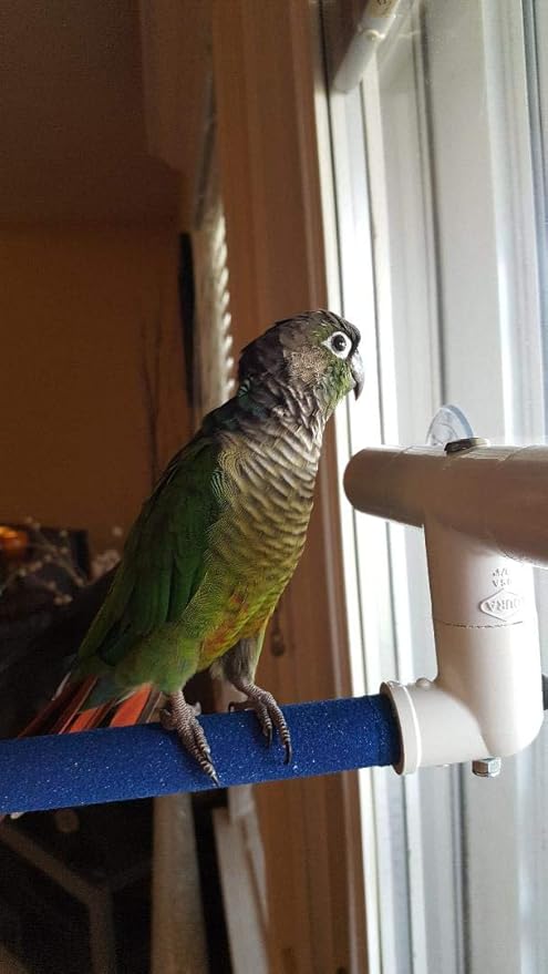 Polly's Portable Window-Shower Perch with Suction Cups for Cockatiels, Macaws, African Greys (Sandy, Small)