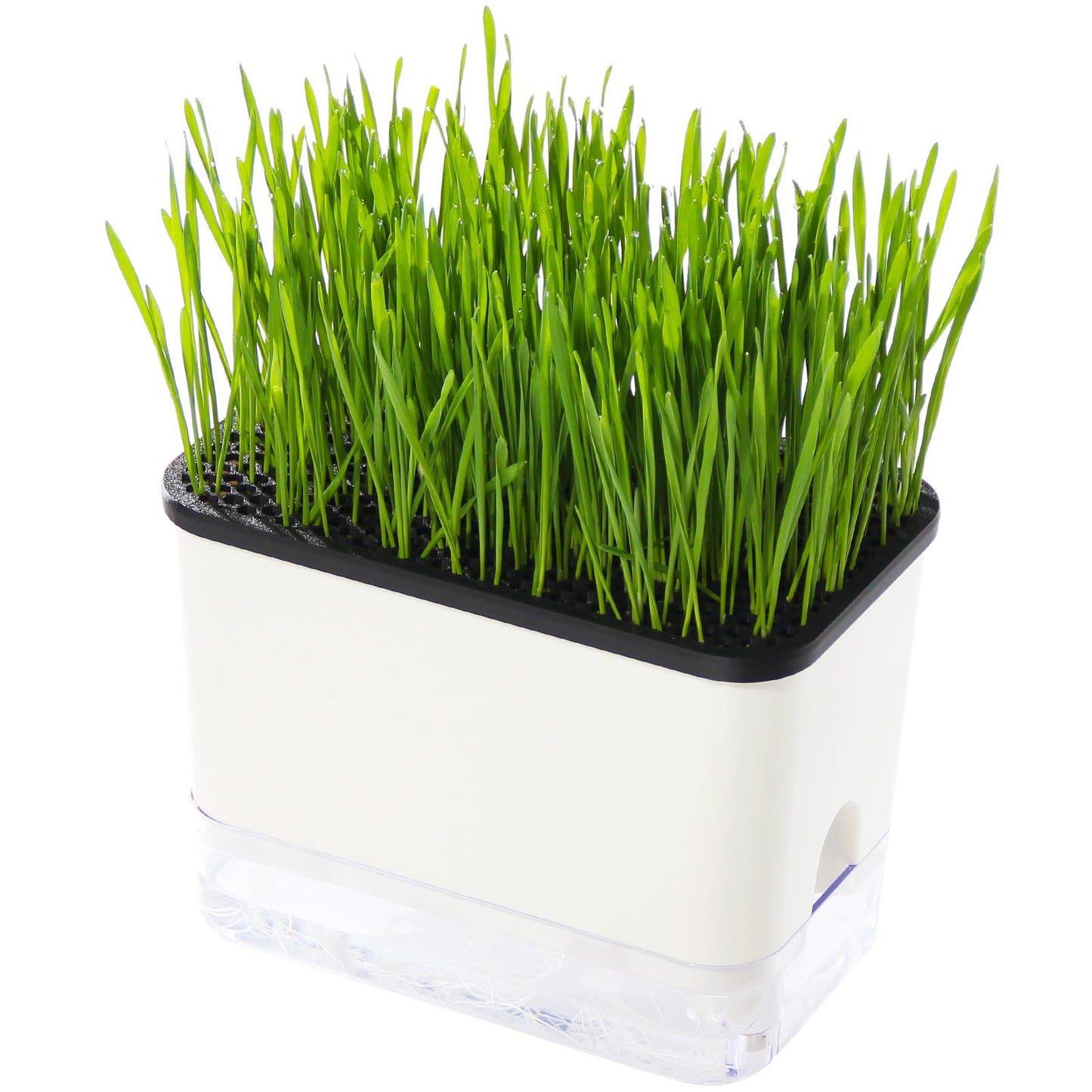 BENPIN Self-Watering Cat Grass Planter (no Seed Included), with Drainage Holes and Anti-Digging Design, Wheat Grass Growing Pot, Cat Grass for Indoor Cats Pets (1)