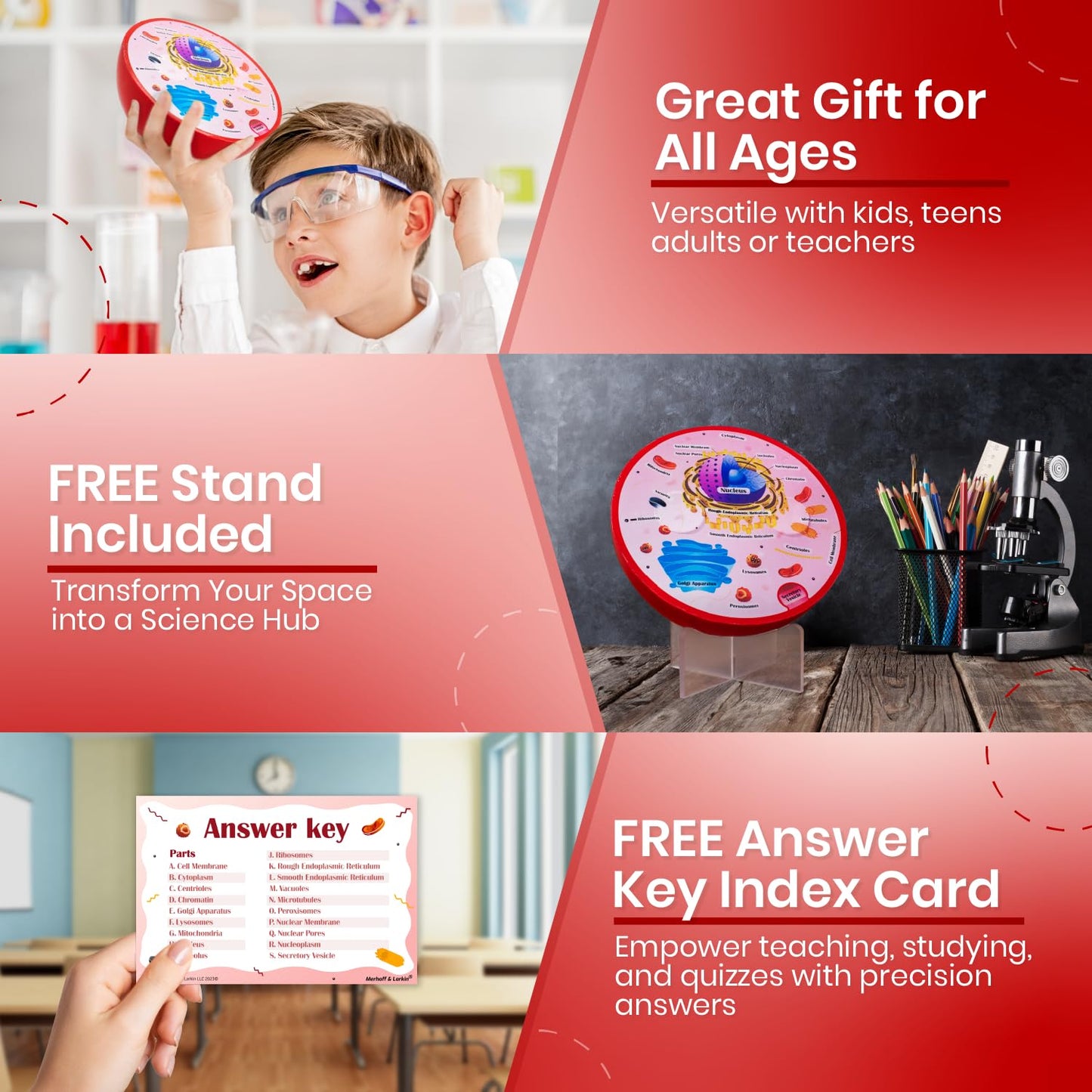Merhoff & Larkin Animal & Plant Cell Cross Sectional Foam Models Bundle | Great for Classroom Learning, Teaching & STEM Kits | Clearly Labeled Organelles | Useful for Biology, Anatomy & Scie