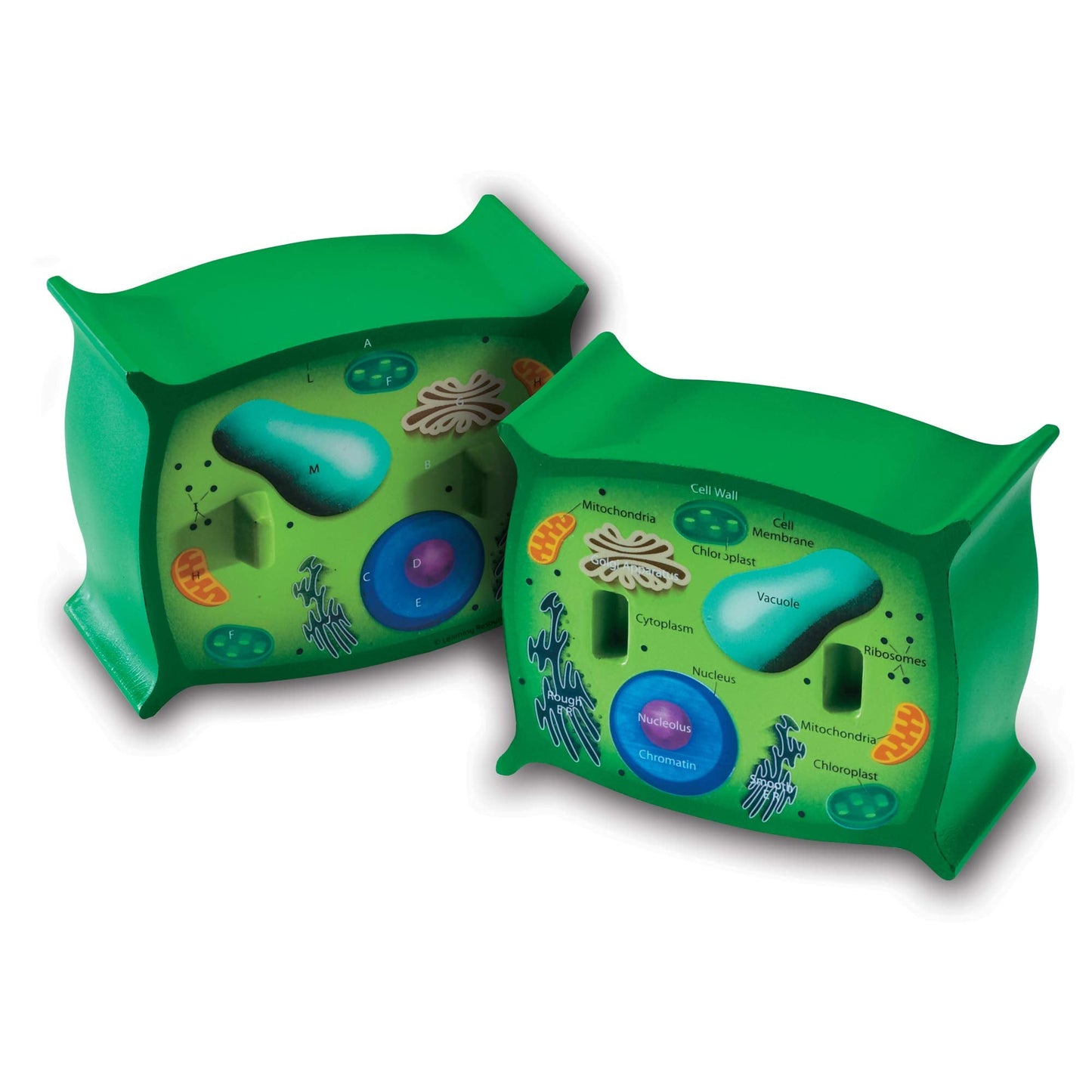 Learning Resources Cross-Section Plant Cell Model, Plant Anatomy, Science Classroom Accessories, 2 Foam Pieces